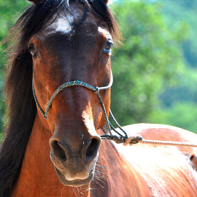 Reiten